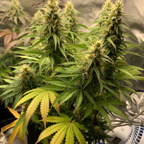 aufacio soco roxo  growlog photo: 26 de maio / 22:50