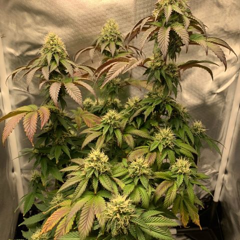 aufacia 24k gold growlog photo: 26 de maio / 22:50