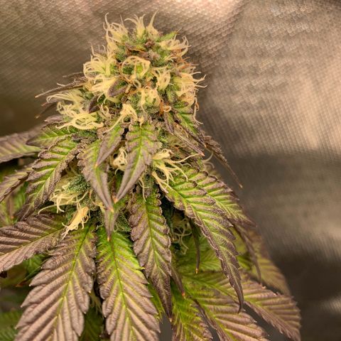 aufacia 24k gold growlog photo: 26 de maio / 22:50