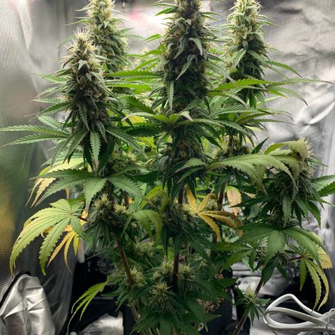 aufacio soco roxo  growlog photo: 26 de maio / 22:50