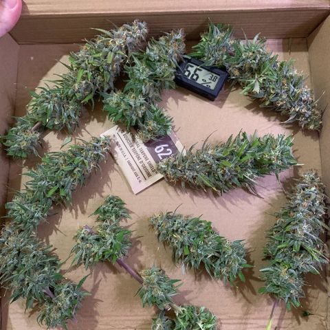 aufacio soco roxo  growlog timeline photo