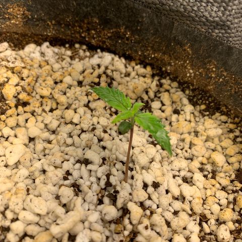 RED MOBY fotoperiodo growlog photo: 20 de julho / 14:10
