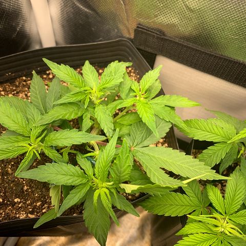 PURPLE KUSH growlog timeline photo