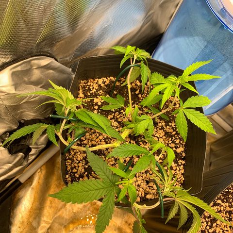 PURPLE KUSH growlog timeline photo