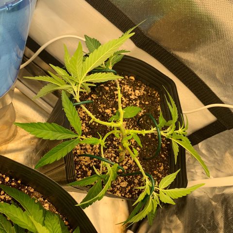 RED MOBY fotoperiodo growlog timeline photo