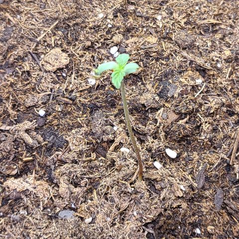 Aurora growlog timeline photo
