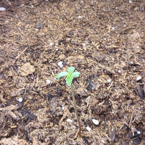 Aurora growlog timeline photo