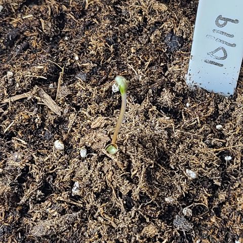 Aurora growlog timeline photo