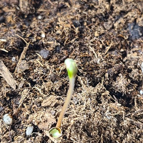Aurora growlog timeline photo