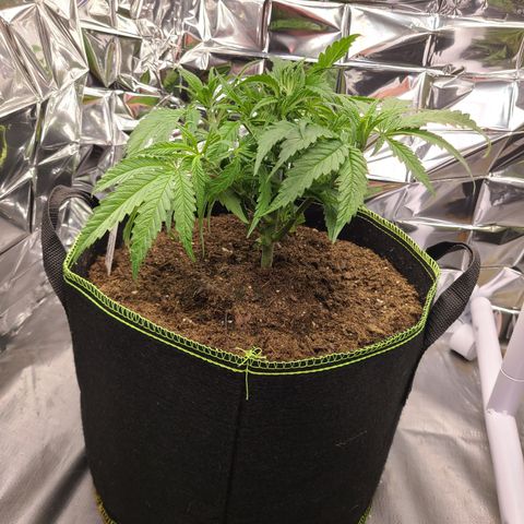 Violet growlog timeline photo