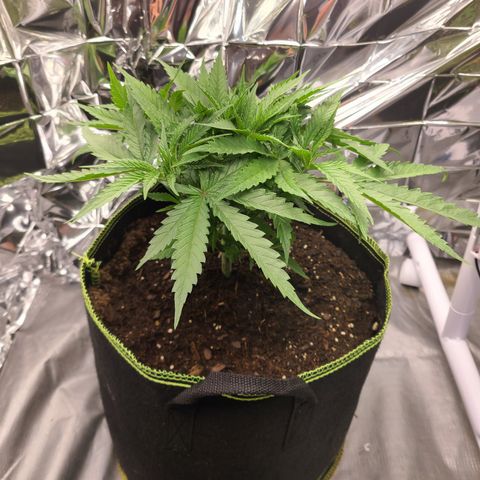 Violet growlog timeline photo