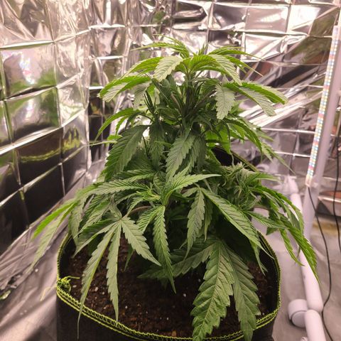 Mary growlog timeline photo