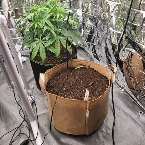 Aurora growlog timeline photo