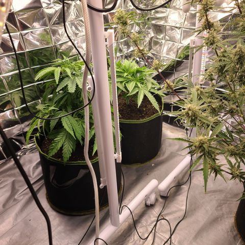 Mary growlog timeline photo