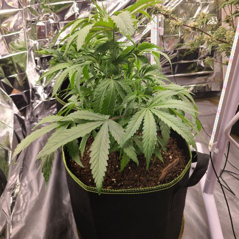 Mary growlog timeline photo