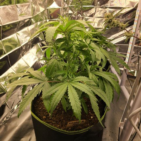 Mary growlog timeline photo