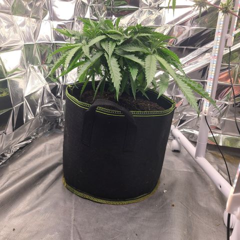 Violet growlog timeline photo