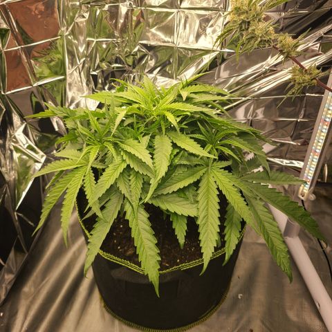 Violet growlog timeline photo