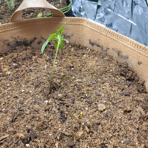 Aurora growlog timeline photo