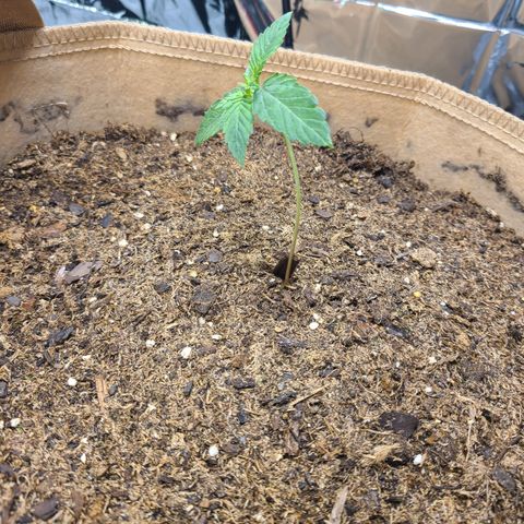 Aurora growlog timeline photo