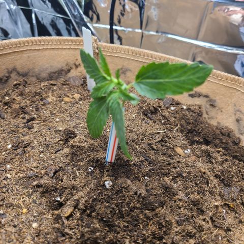 Aurora growlog timeline photo