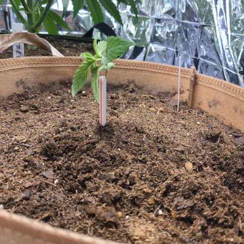 Aurora growlog timeline photo