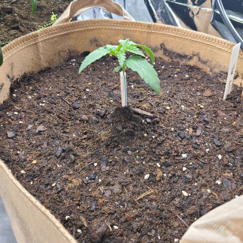 Aurora growlog photo: Major improvement in 7 hrs