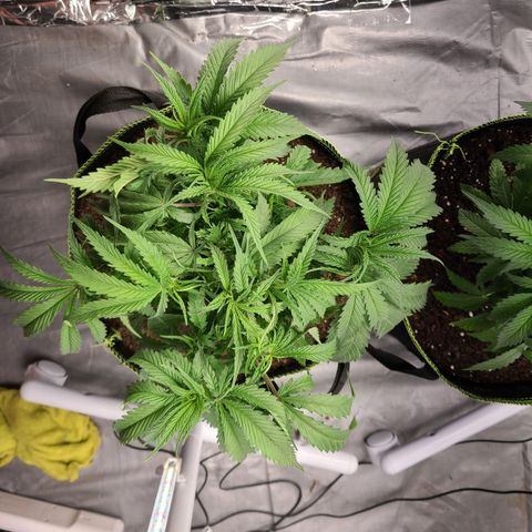 Violet growlog photo: Heavy defoliation. 