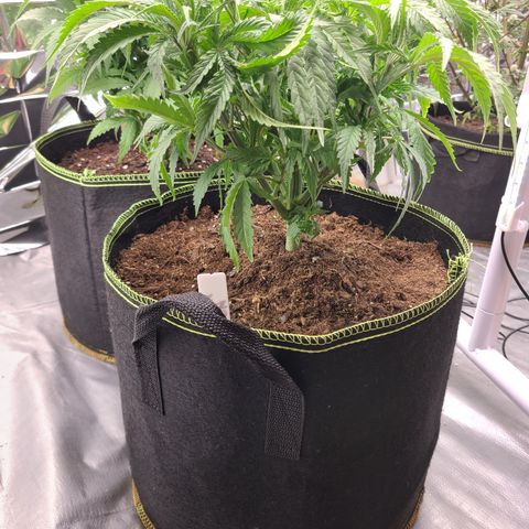 Violet growlog photo: Heavy defoliation. 