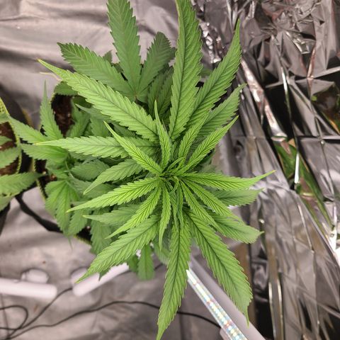 Mary growlog photo: Leaf tips show signs of nute burn. 