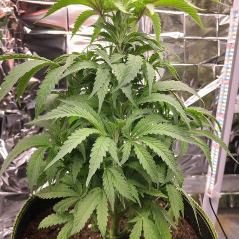 Mary growlog photo: Leaf tips show signs of nute burn. 