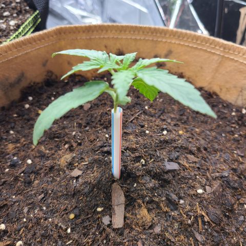 Aurora growlog timeline photo