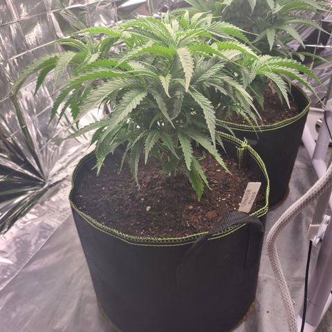 Violet growlog timeline photo