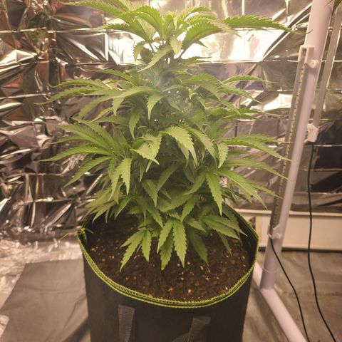 Mary growlog timeline photo