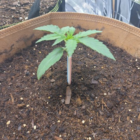 Aurora growlog timeline photo