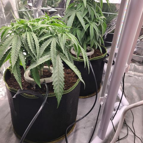 Aurora growlog photo: New watering rings. 