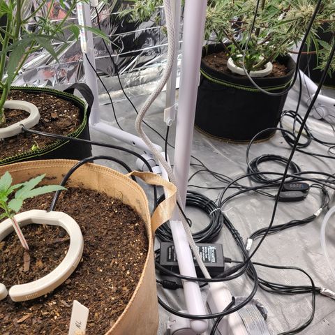 Aurora growlog timeline photo