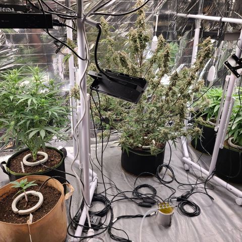 Aurora growlog photo: Watering & co2 systems