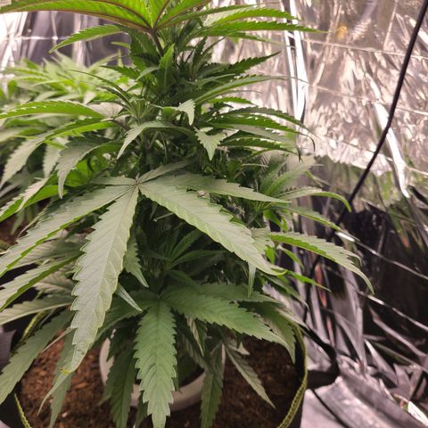 Mary growlog photo: Leaf tips curling up and down. 
