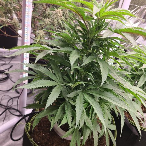 Mary growlog photo: Leaf tips curling up and down. 