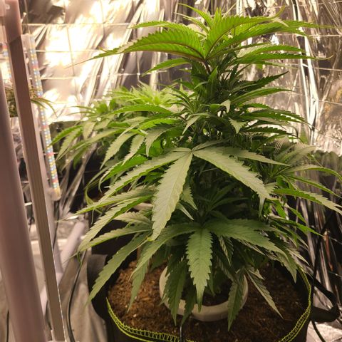 Mary growlog photo: Left tips curling up & down. 