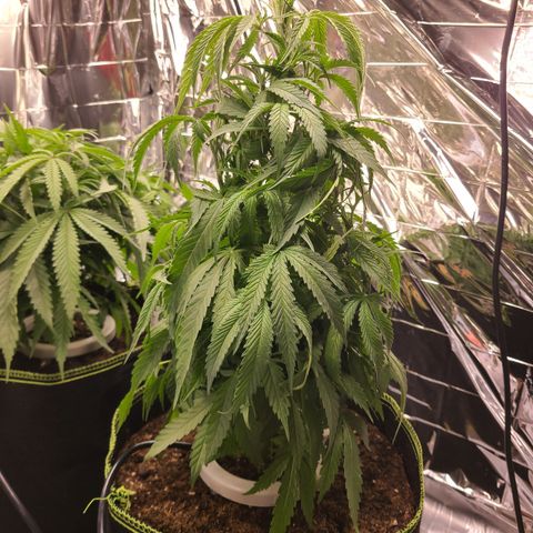 Mary growlog photo: Defoliation 