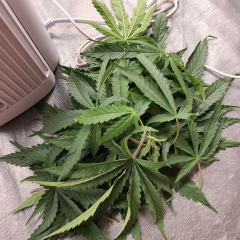 Mary growlog photo: Defoliation 