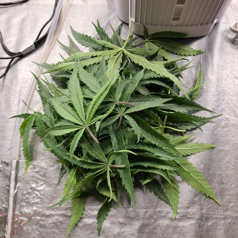 Violet growlog photo: Medium/Heavy defoliation 