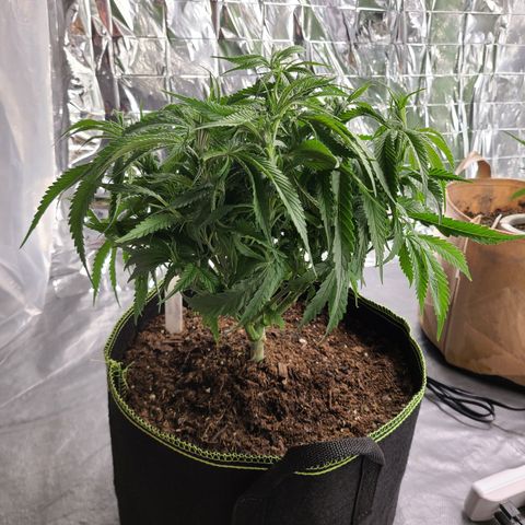 Violet growlog photo: Medium/Heavy defoliation 