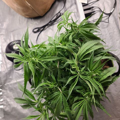 Violet growlog photo: Medium/Heavy defoliation 