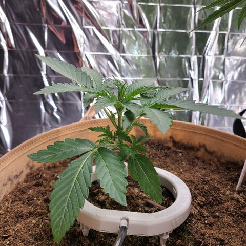 Aurora growlog timeline photo