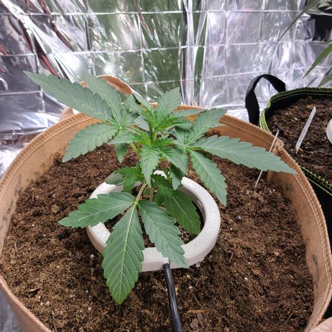 Aurora growlog timeline photo