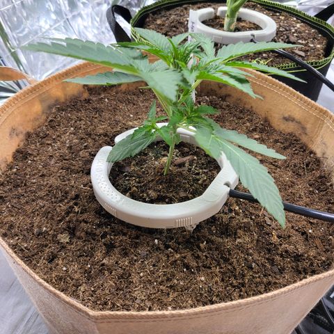 Aurora growlog timeline photo