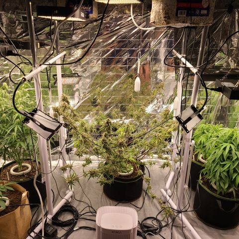 Aurora growlog photo: Began harvesting Roberta. 